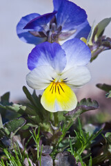 Heartsease (Viola tricolor) in garden