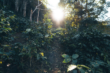 coffee and arabica coffee plantation harvest day