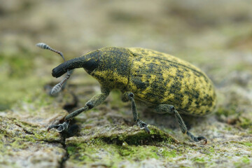Closeup on a yellow colored true weevil species, Larinus turbinatus which parasite various sorts of...