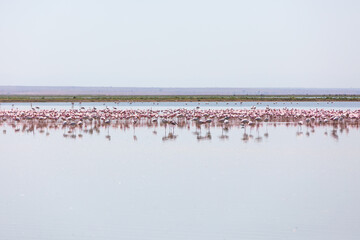 Fototapeta na wymiar Flamingos in sleeping position, Amboseli National Park, Kenya