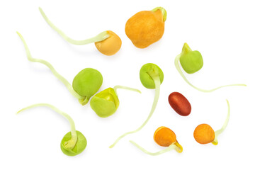 Bean Sprouts  isolated on  white background. Spring Moong or mung organic  sprouts Top view. Flat lay