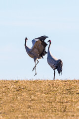 Dancing Crane couple in the spring