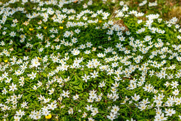 Lot of Wood anemone flowers at a meadow