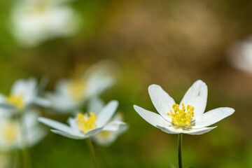 Wood anemone flowers in spring