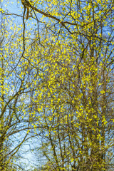 Newly opened leaves on a tree in the sunshine