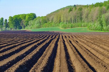 Fototapeta na wymiar Potato field in a lush rural landscape