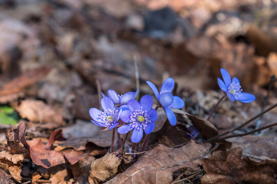 Early Liverleaf flowers in springtime