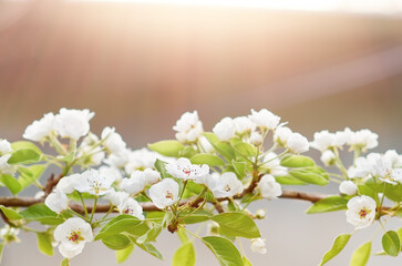 Spring background with pear tree flowers