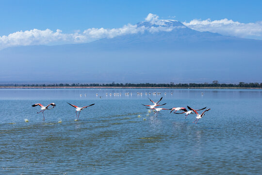 Flamingos above the lake, Amboseli National Park, Kenya