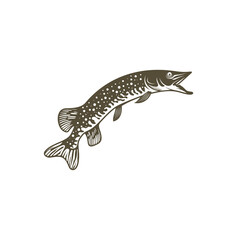 Pike fish silhouette vector illustration. Design for fishing club or team as well as seafood