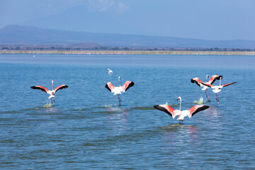 Flamingos flying above the lake, Amboseli National Park, Kenya