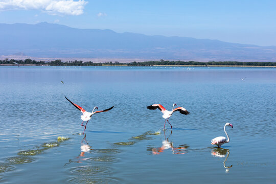 Gracious flamingos set to fly above the water, Amboseli National Park, Kenya