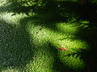 The sun's rays pass through the plants and form a pattern of light and shadows on the surface of the reservoir with a solid layer of green duckweed (Lemna).