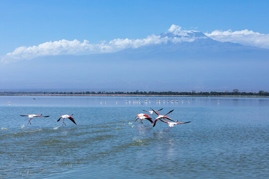 Majestic flight of pink flamingos above the lake, Amboseli National Park, Kenya