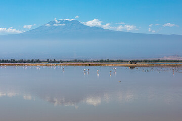 Lesser flamingos feeding on lake Amboseli, Amboseli National Park, Kenya