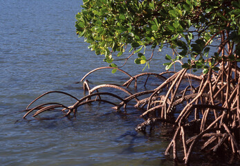 View of the root system of Mangrove plants