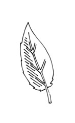 Tree leaf. Hand drawing outline. Sketch isolated on a white background. Vector