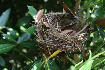 Abandoned bird's nest in a Laurel hedge in the gardening
