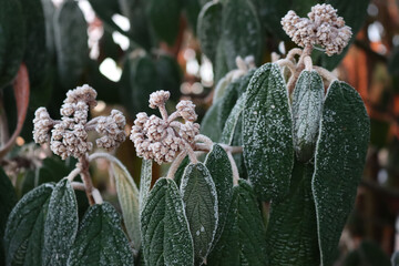 Close-up of Viburnum rhytidophyllum tree covered with frost in the garden. Viburnum bush  on winter...