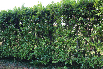 Fototapeta na wymiar Pruned cherry laurel hedge in the garden. Evergreen Prunus laurocerasus bush