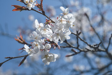 満開少し過ぎた桜の花と青空 春のお花見スポット 九州福岡県うきは市浮羽町巨瀬川沿い流川の桜並木