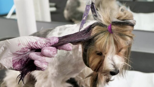 A female groomer paints the wool of a Yorkshire terrier in a barber shop
