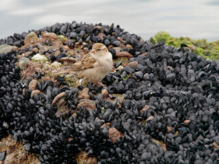 house sparrow