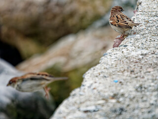 house sparrow