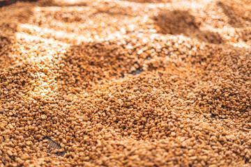 Coffee beans are dried in the greenhouse.