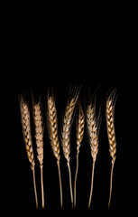 Three stems of wheat on a black background. Dry wheat spikelets on a dark background, close up