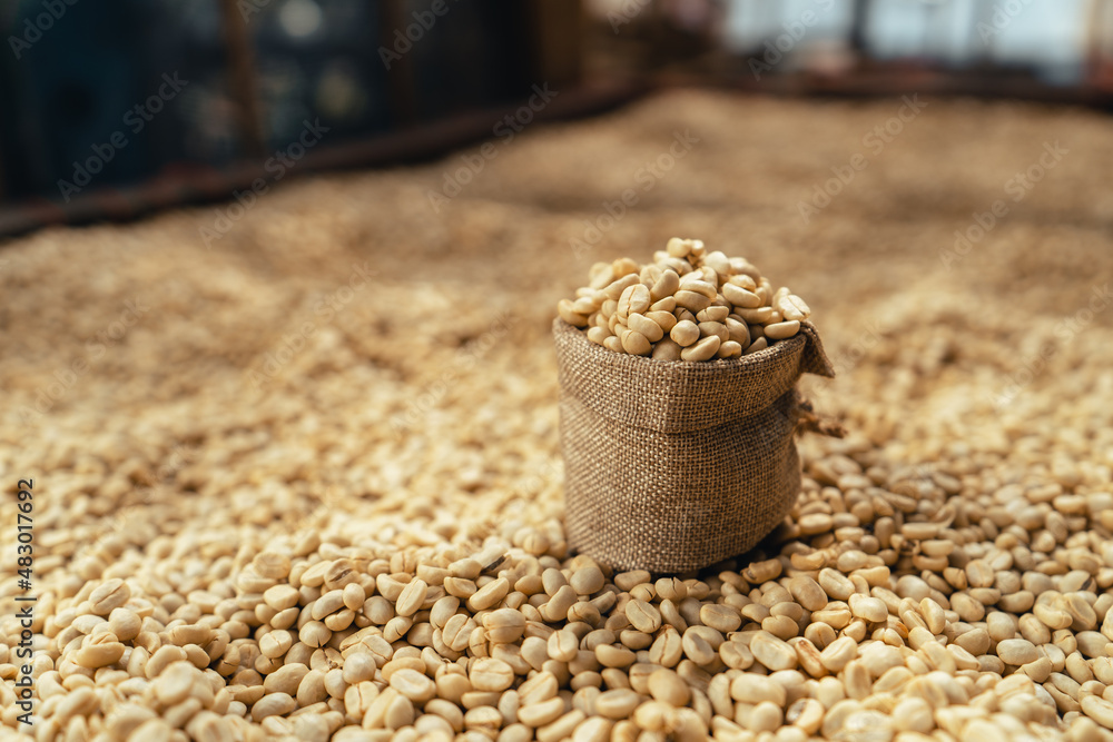 Sticker coffee beans are dried in the greenhouse.