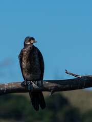 Cormorant
