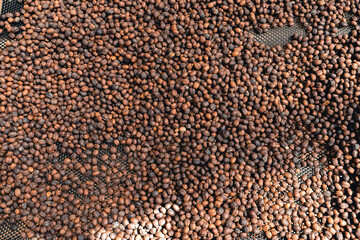 Coffee beans are dried in the greenhouse.