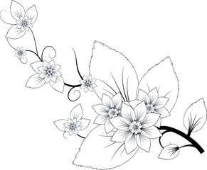 Vector floral illustration black and white flower Jasmine on a white background
