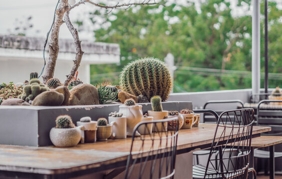BANNER Green spherical cactus large Echinocactus Gruzona balls. Small cacti different kinds in pot various sizes on terrace table metal chair. Summer outdoor floral modern Interior design Landscaping