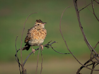 Small Bird 