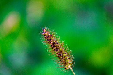 caterpillar on a leaf