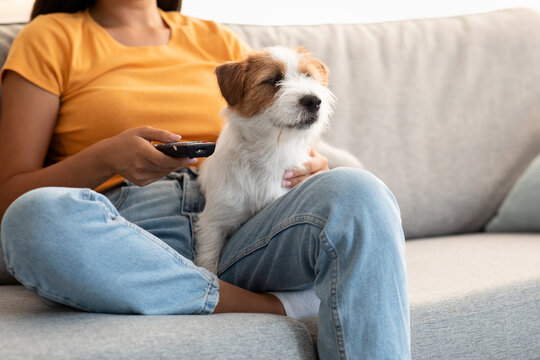 Closeup of puppy in owner hands, watching TV together