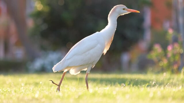 White cattle egret wild bird, also known as Bubulcus ibis walking on green lawn in summer
