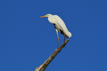 The great egret, common egret, large egret, great white egret, great white heron (Ardea alba, Egretta alba) on the tree with blue sky during the winter season