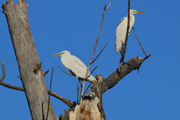 Obraz premium The great egret, common egret, large egret, great white egret, great white heron (Ardea alba, Egretta alba) two birds on the tree branch during the winter season