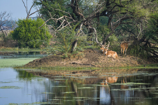 Spotted Deer Or Chital Or Axis Axis Family In Beautiful Scenic Landscape With Rich Nature And Full Of Wildlife At Keoladeo National Park Or Sanctuary Bharatpur Rajasthan India Asia