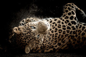 Fine art portrait of wild male leopard or panther in isolated black background at wildlife safari at forest of central india - panthera pardus fusca © Sourabh