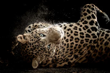  Fine art portrait of wild male leopard or panther in isolated black background at wildlife safari at forest of central india - panthera pardus fusca © Sourabh