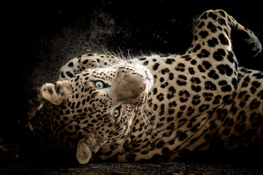 Fine art portrait of wild male leopard or panther in isolated black background at wildlife safari at forest of central india - panthera pardus fusca