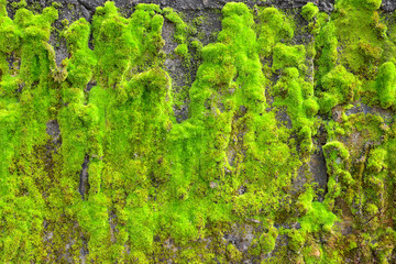 Moss on wall
