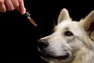Dog licking a dropper with CBD oil. Hemp oil deliver plenty of medicinal benefits for pets.