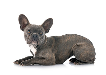 french bulldog in studio
