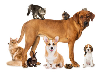 Group of pets isolated on white background - 483022825