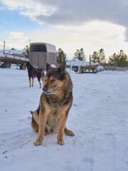 An elderly mongrel stray dog on white snow.
